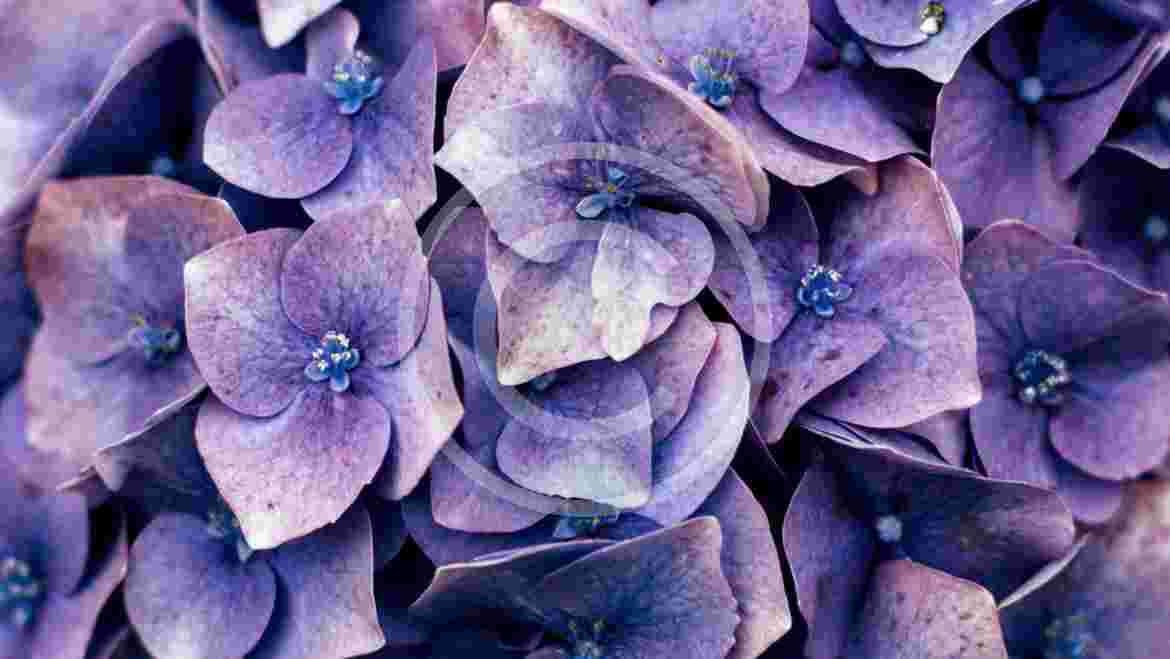 Exciting Lilac